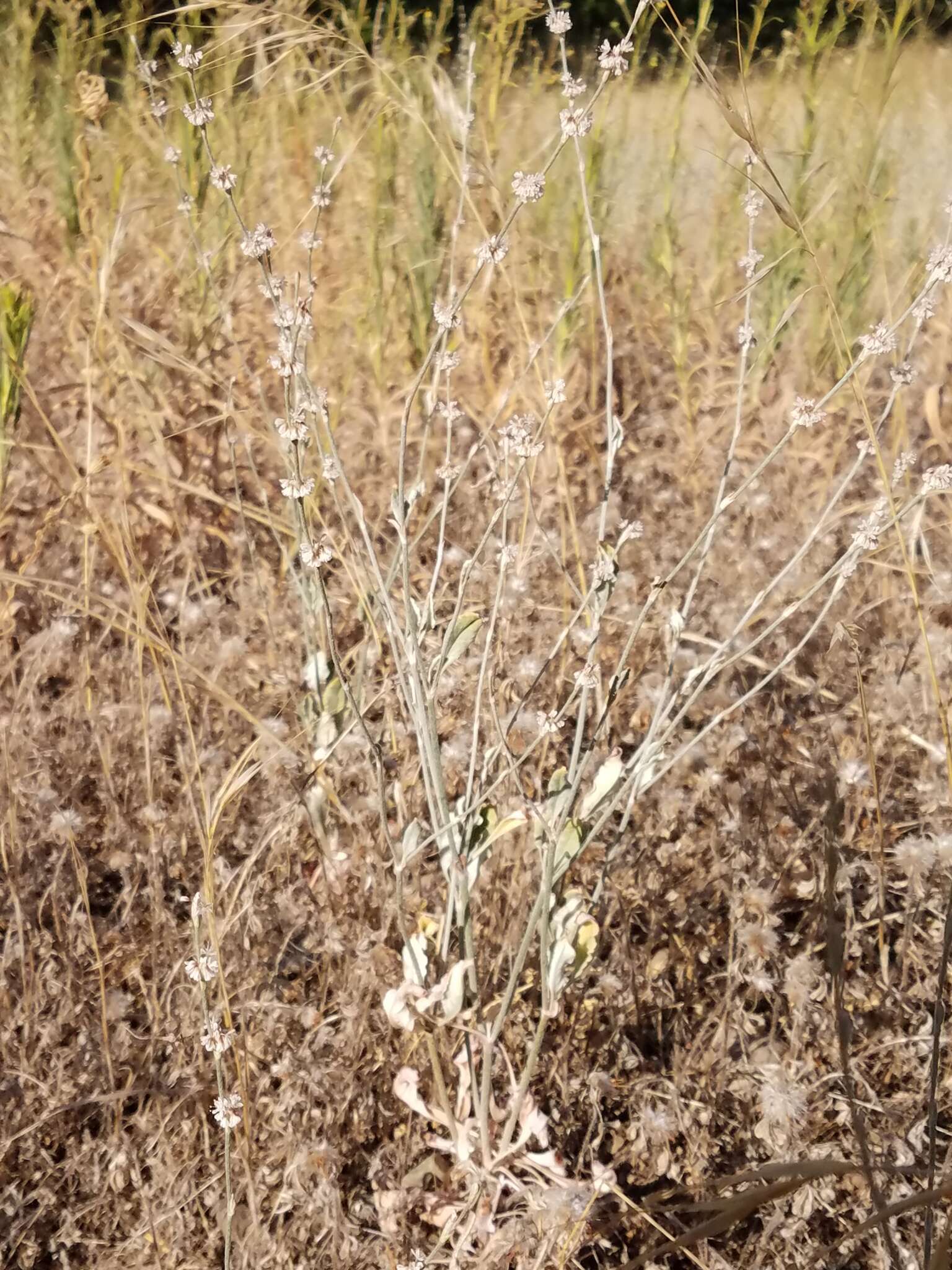 Image of wand buckwheat