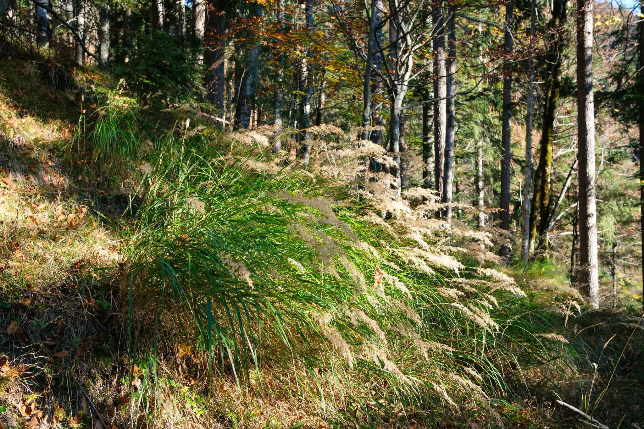 Plancia ëd Achnatherum calamagrostis (L.) P. Beauv.