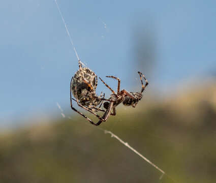 Image of Orbweaver