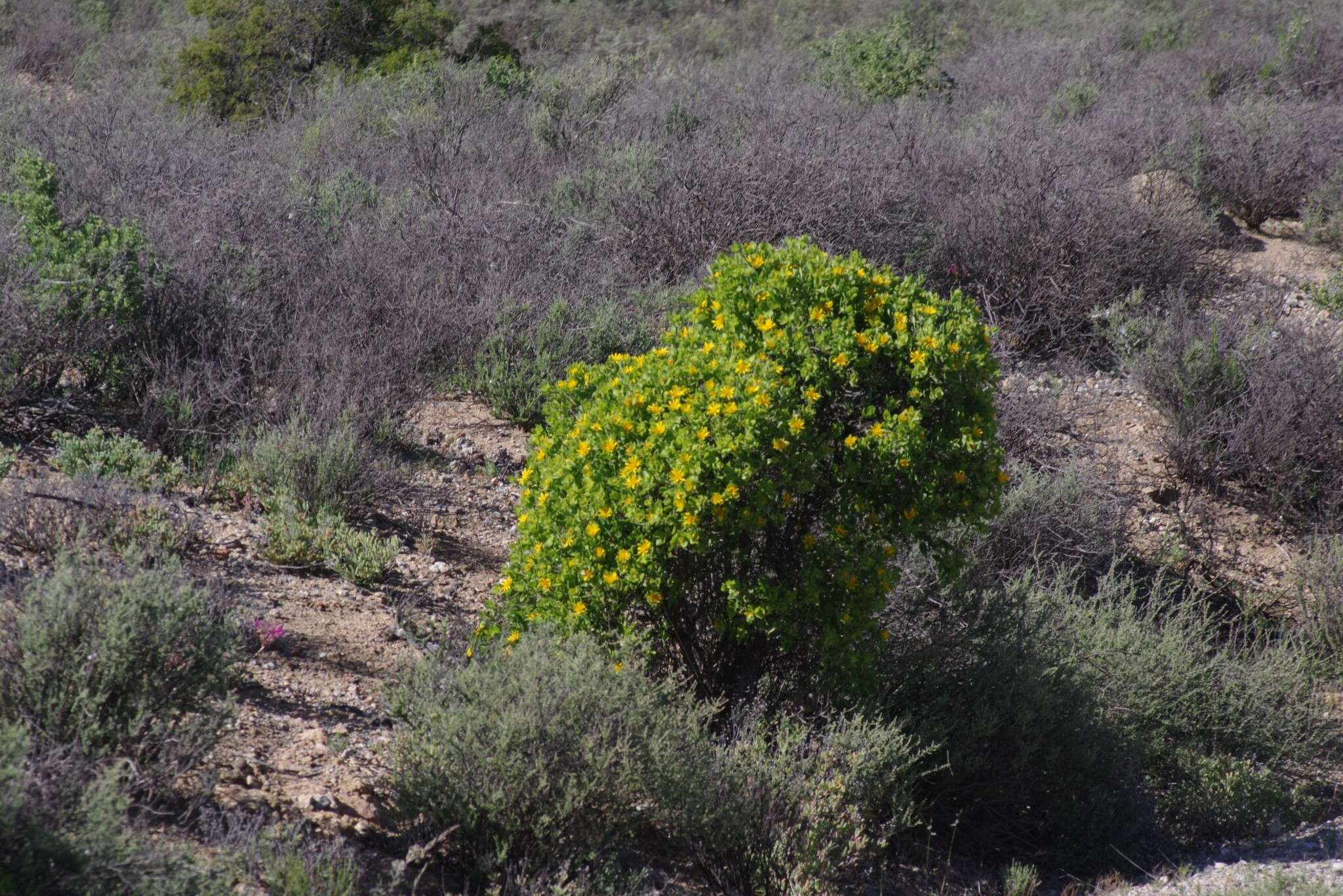 Image of Didelta spinosa (L. fil.) Ait.