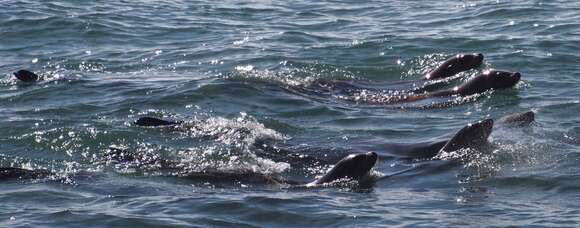 Image of Sea Lion