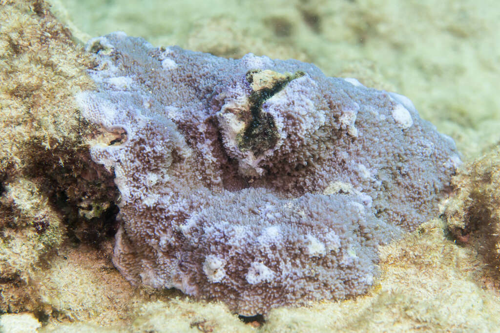 Image of pore coral