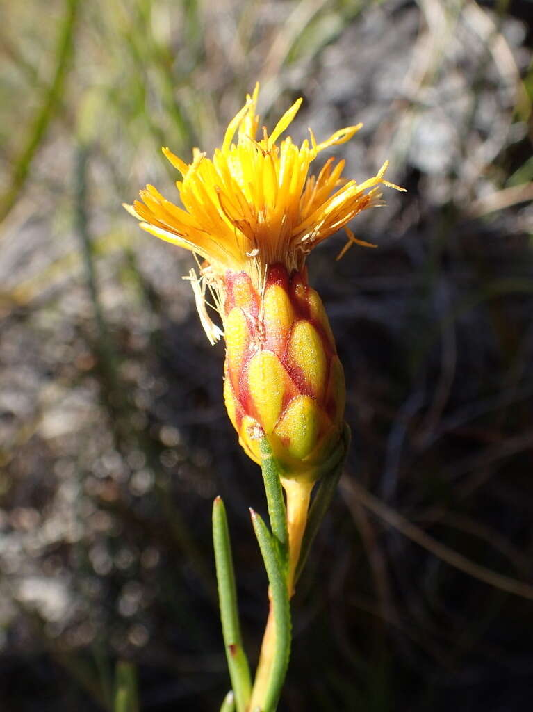 Sivun Pteronia tenuifolia DC. kuva