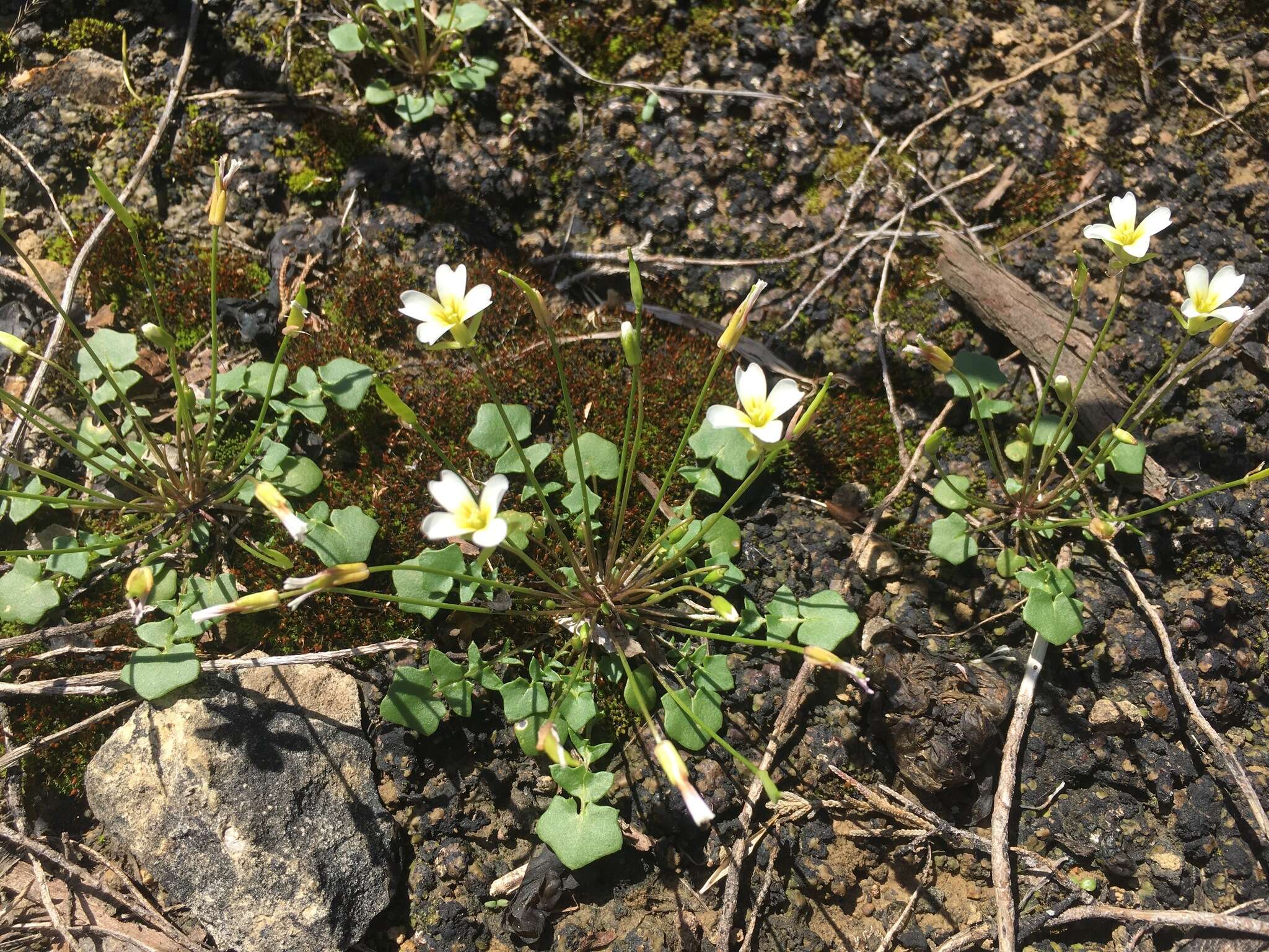 Image of Kentucky glade cress