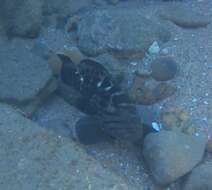 Image of Brown-spotted Rockcod