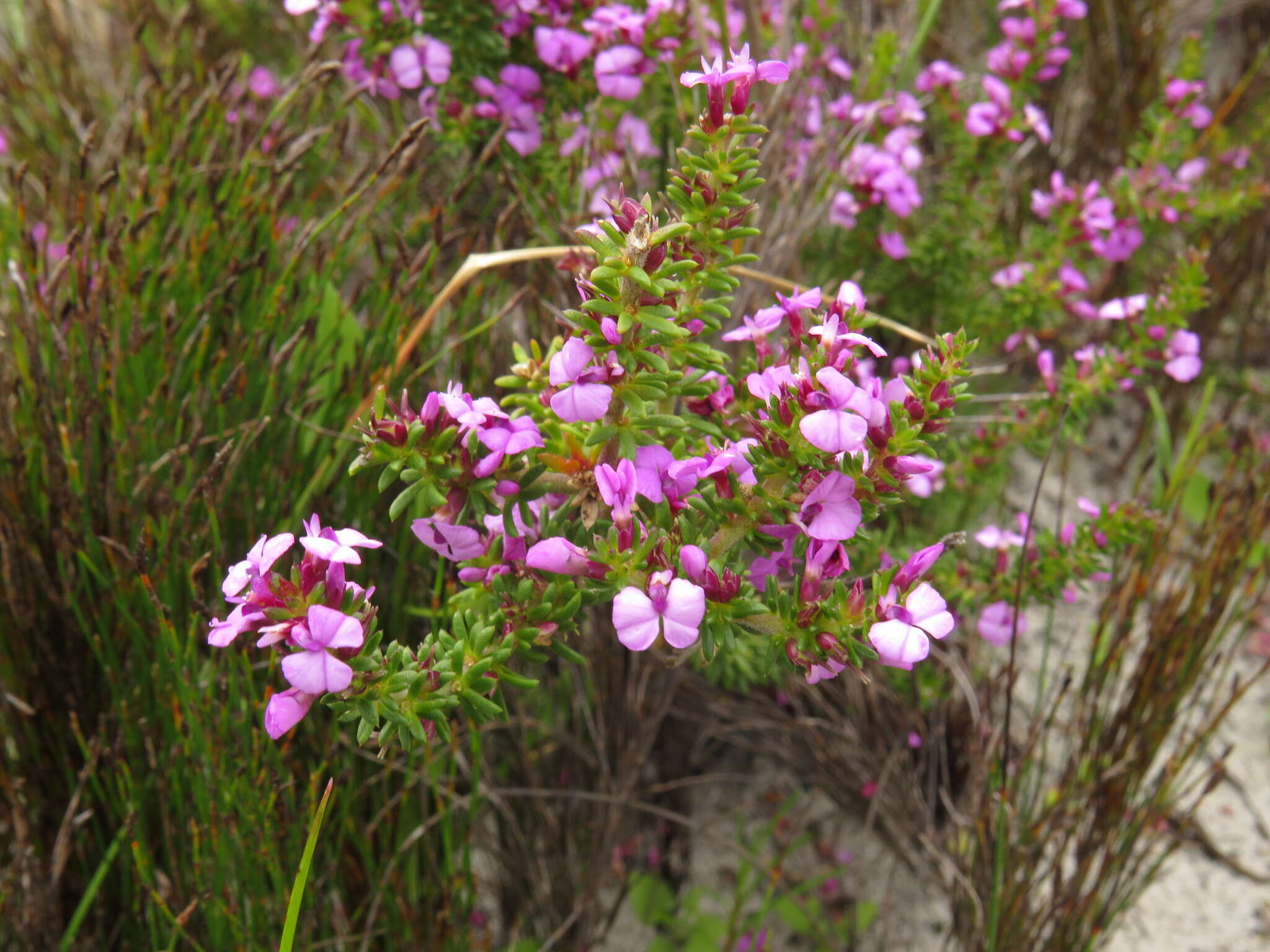 Image of Muraltia pageae Levyns