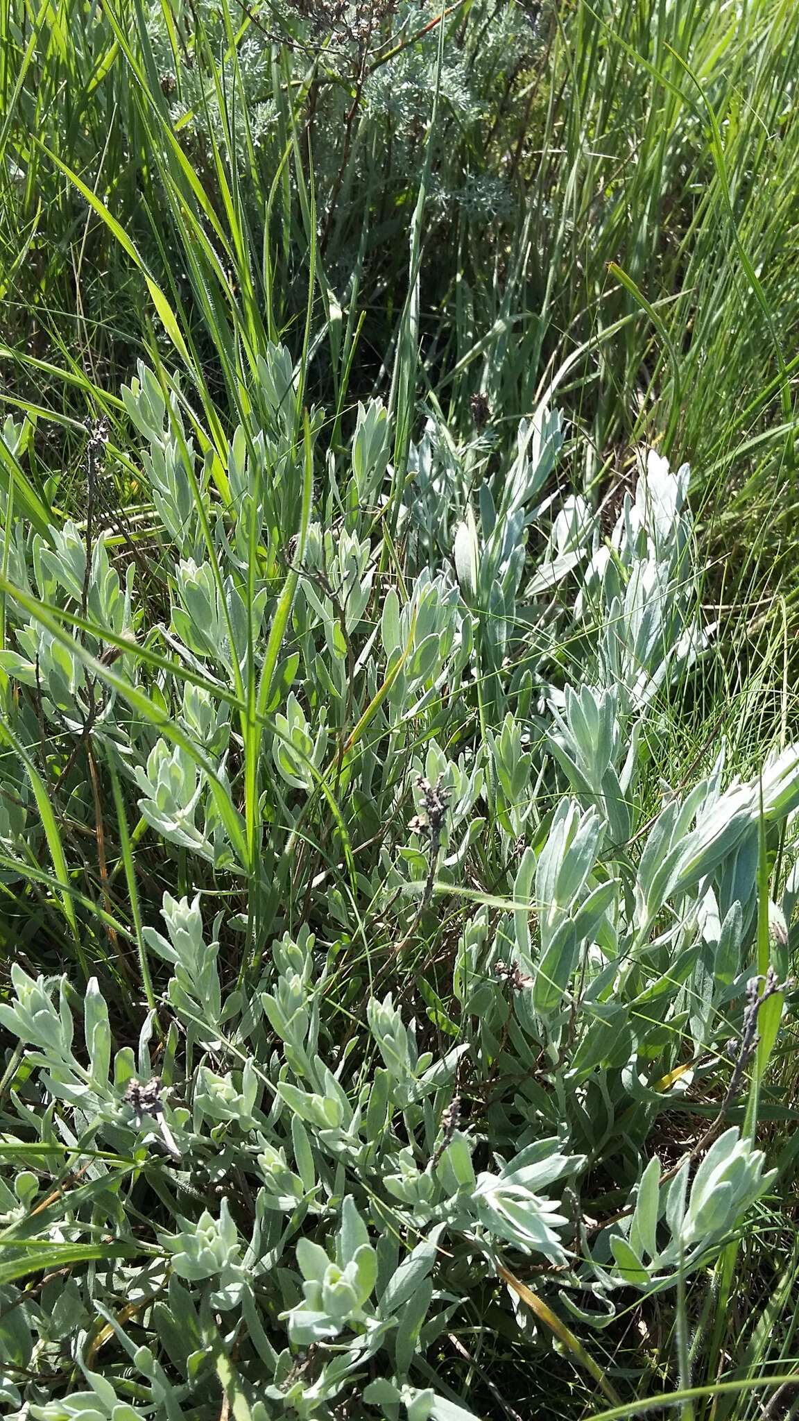 Plancia ëd Galatella villosa (L.) Rchb. fil.