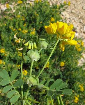 Image de Coronilla valentina L.