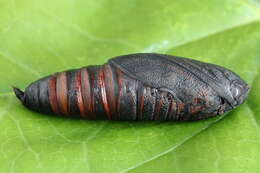 Image of broad-bordered bee hawk-moth