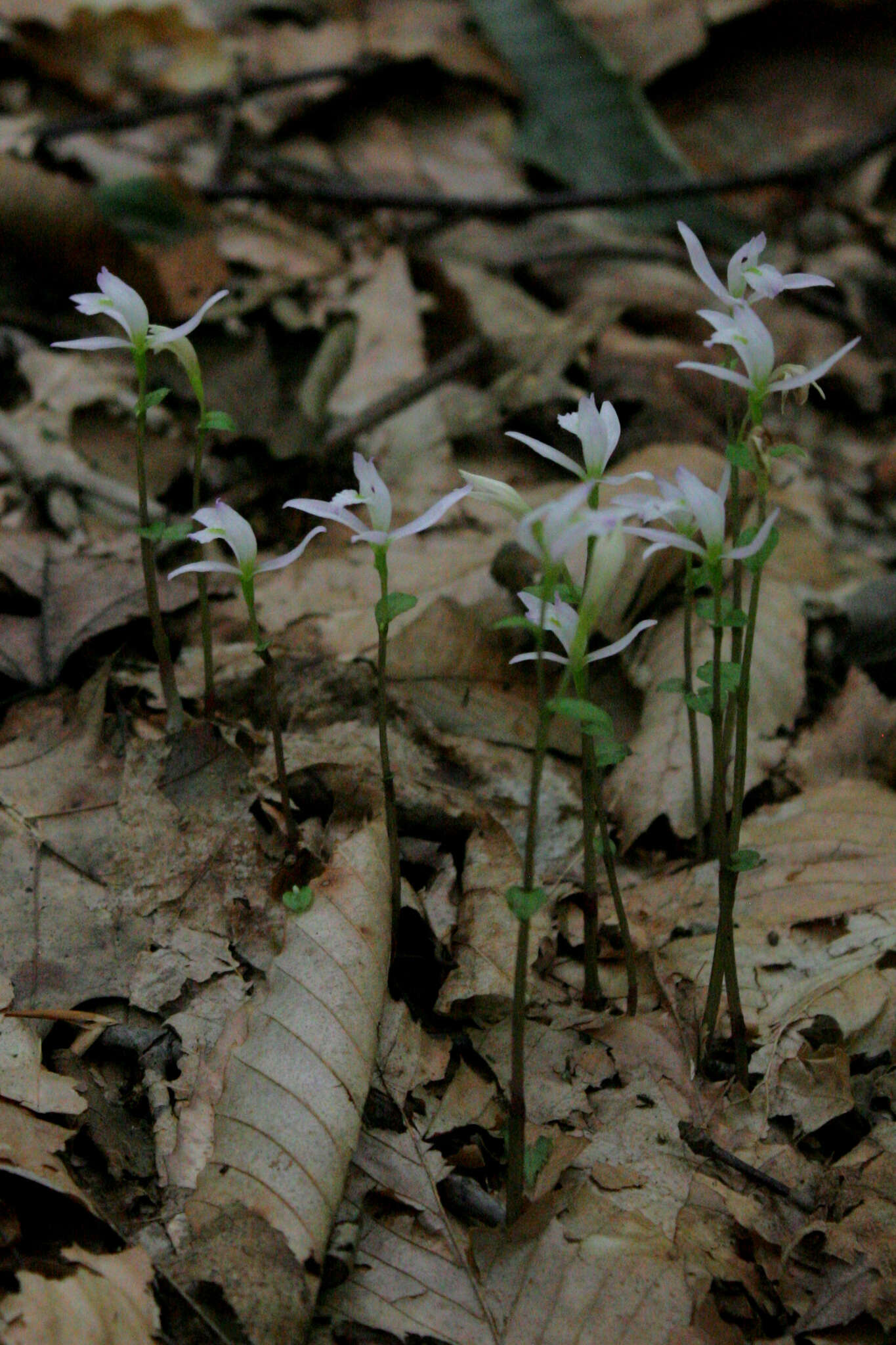 Image of Triphora trianthophoros subsp. trianthophoros