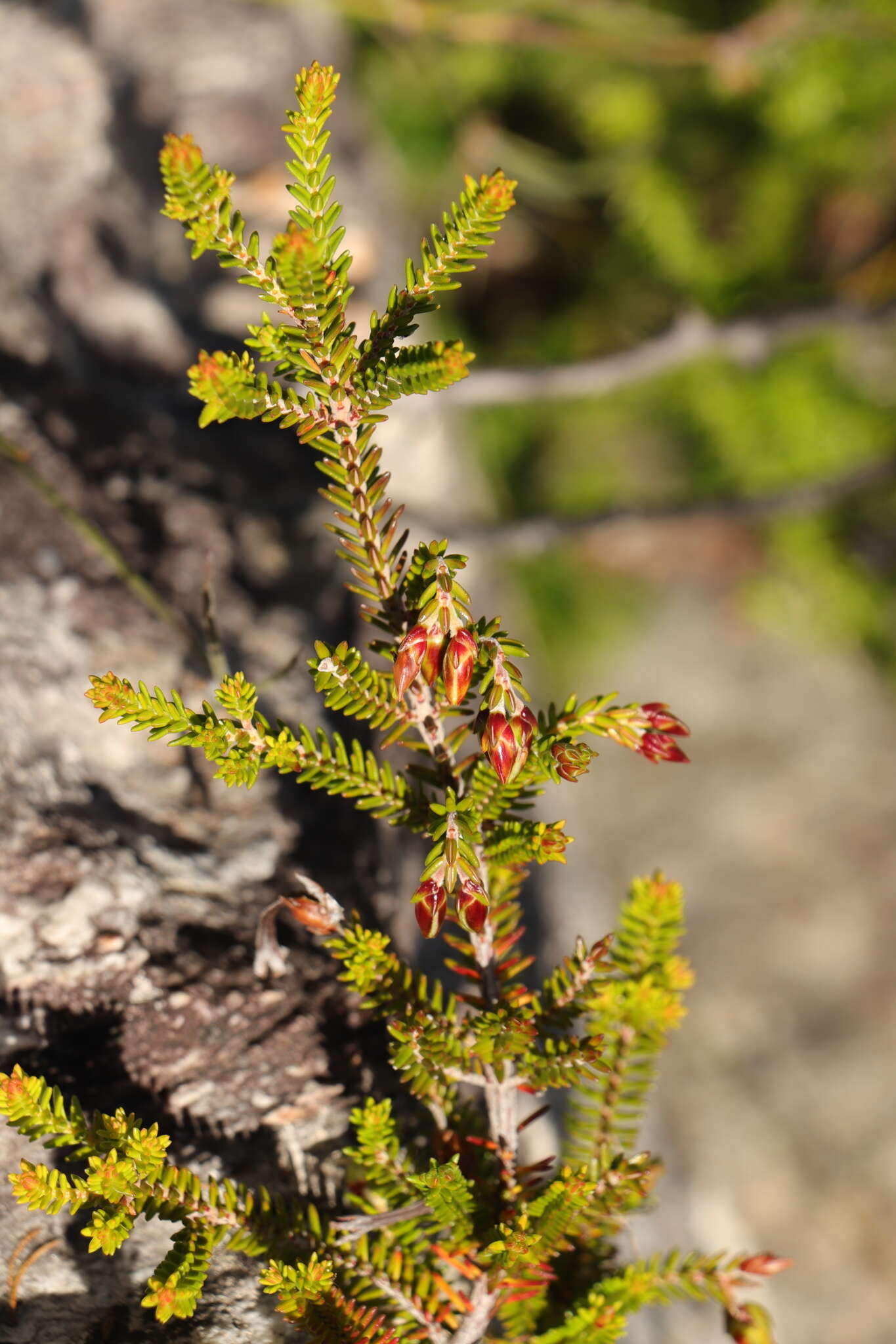 Plancia ëd Erica viridiflora Andr.