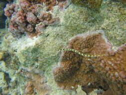 Image of Bloodspot pipefish