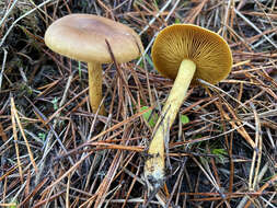 Imagem de Cortinarius croceus (Schaeff.) Gray 1821