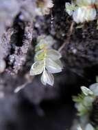 Image of stellar calcareous moss