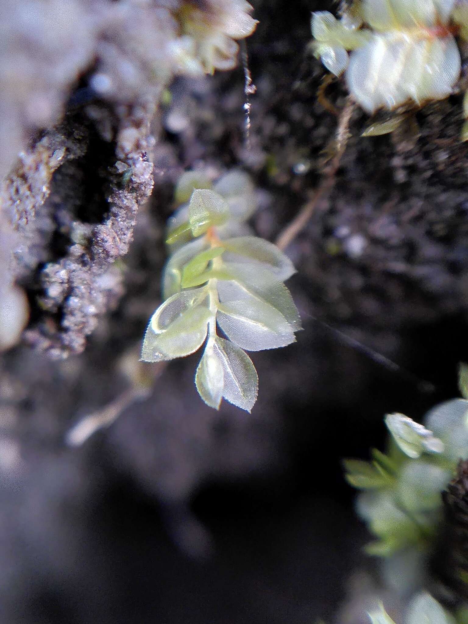 Image of stellar calcareous moss