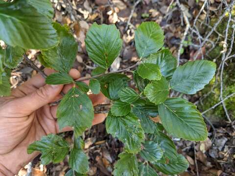 Image of island mountain mahogany