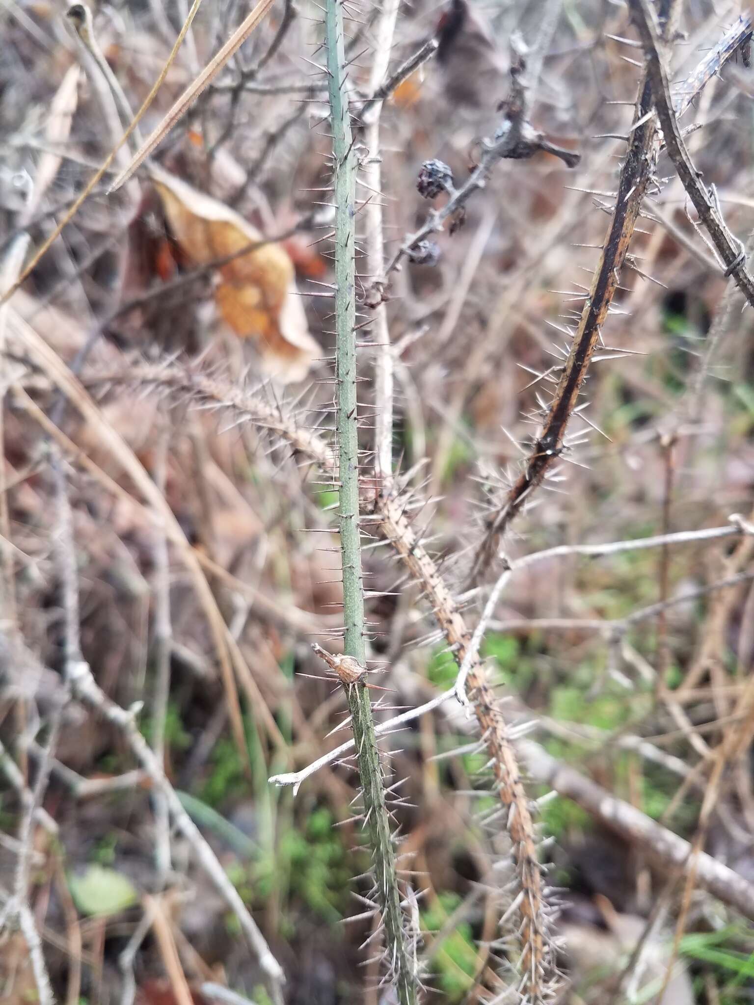 Image de Smilax californica (A. DC.) A. Gray