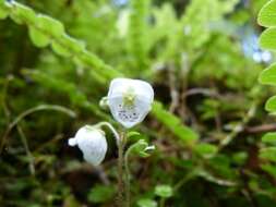 Image of New Zealand calceolaria