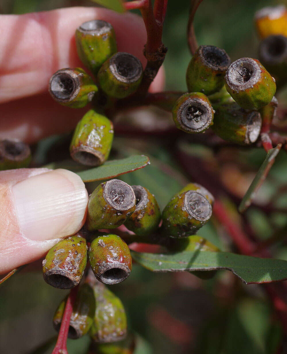 Image of Eucalyptus angulosa Schauer