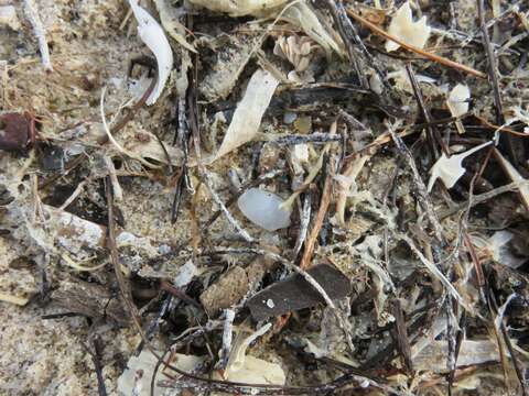 Image of Antilles glassy-bubble