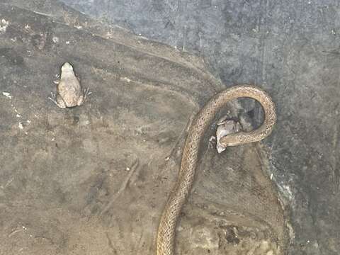 Image of Speckled Brown Snake