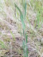 Image of Boivin's Rockcress