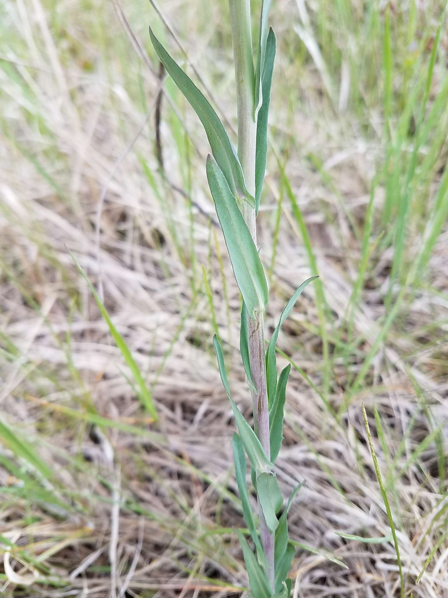 Image of Boivin's Rockcress