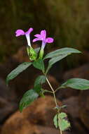 Imagem de Barleria prattensis Santapau