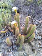 Image of Echinopsis strigosa (Salm-Dyck) H. Friedrich & G. D. Rowley