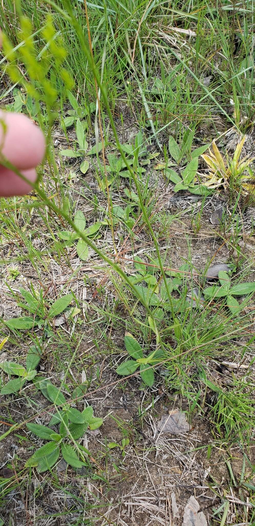 Image of Pineland Rayless-Goldenrod