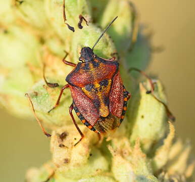 Image of <i>Carpocoris <i>mediterraneus</i></i> mediterraneus