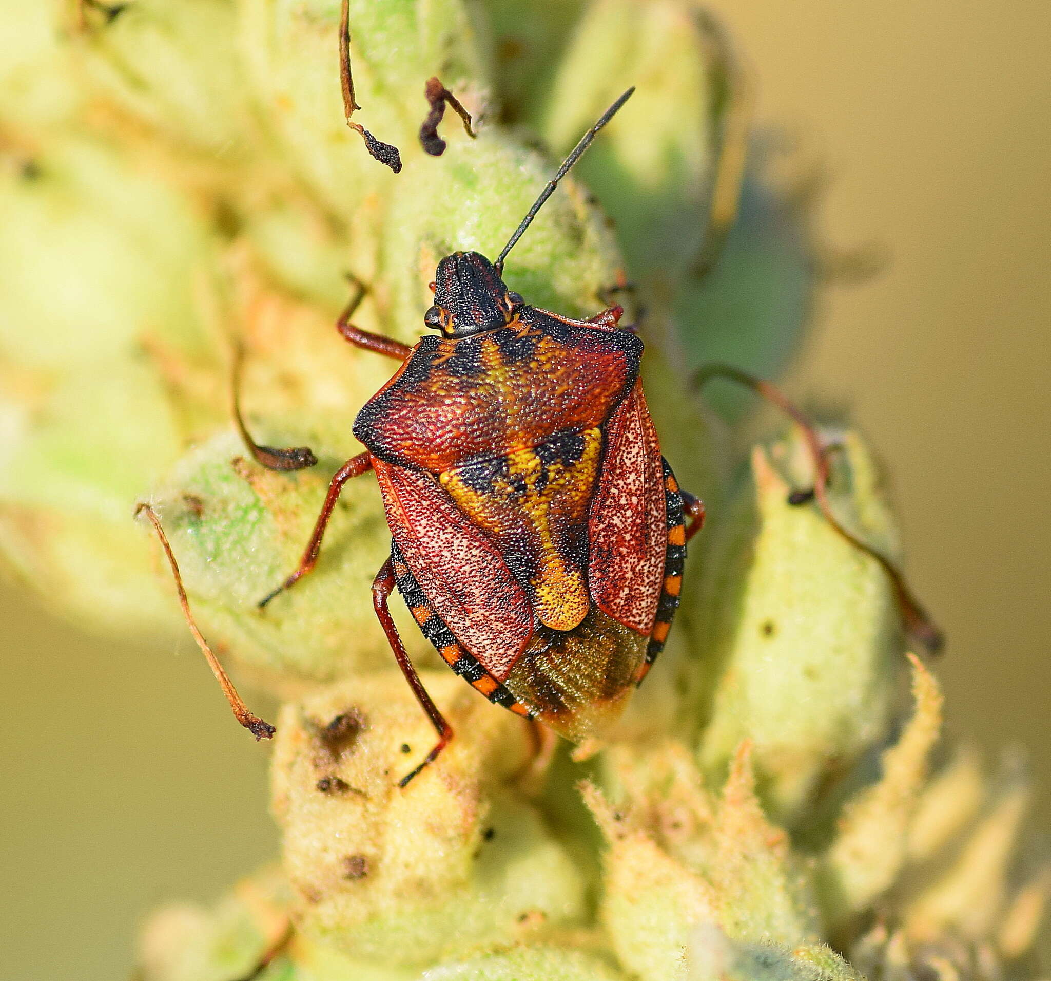 Image of <i>Carpocoris <i>mediterraneus</i></i> mediterraneus