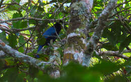 Image of Bushy-crested Jay