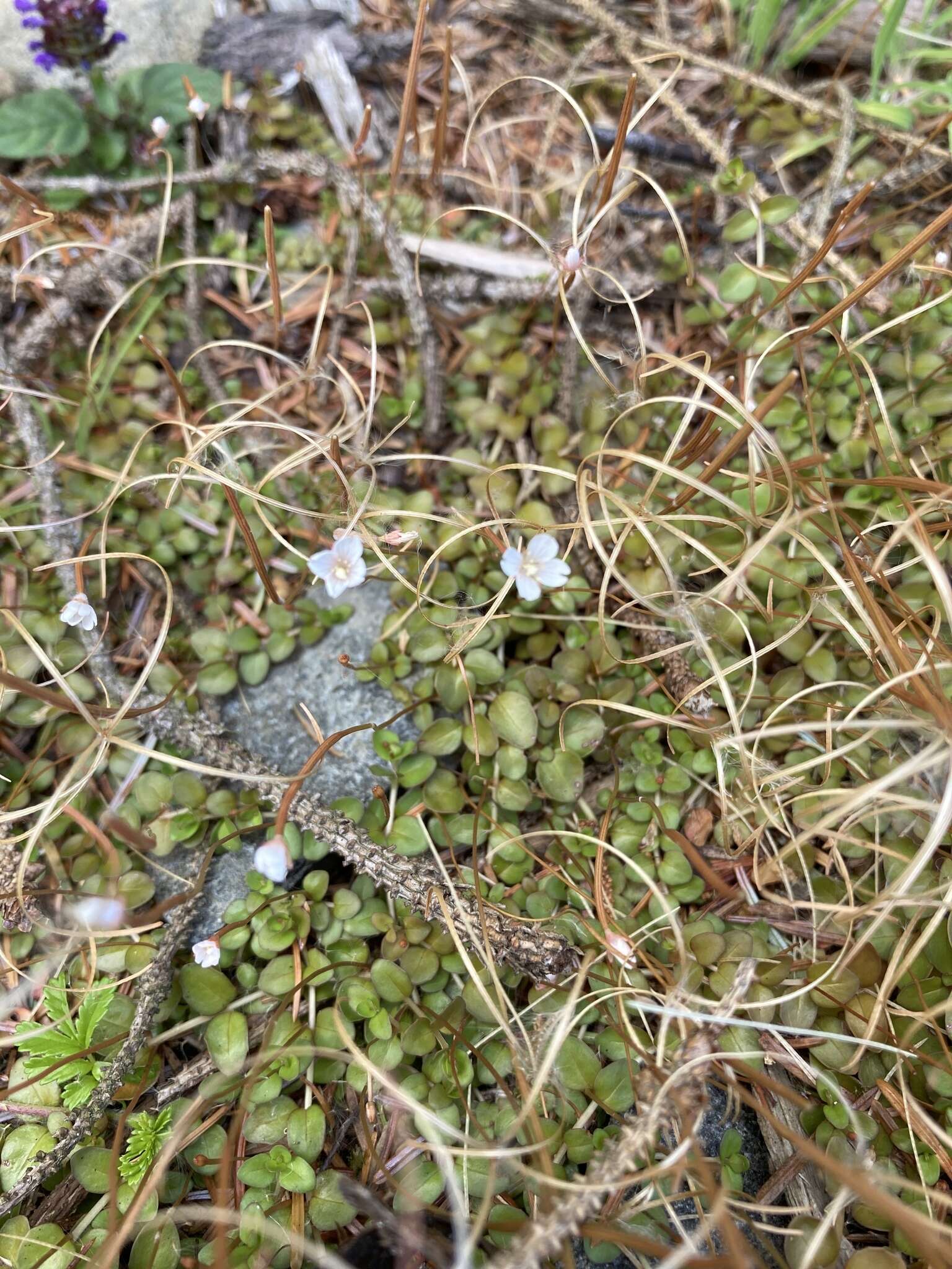 Image of Epilobium brunnescens (Cockayne) Raven & Engelhorn