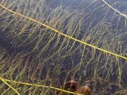 Image of Farwell's Water-Milfoil