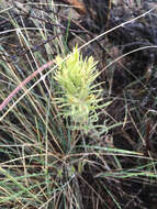 Image of deer Indian paintbrush