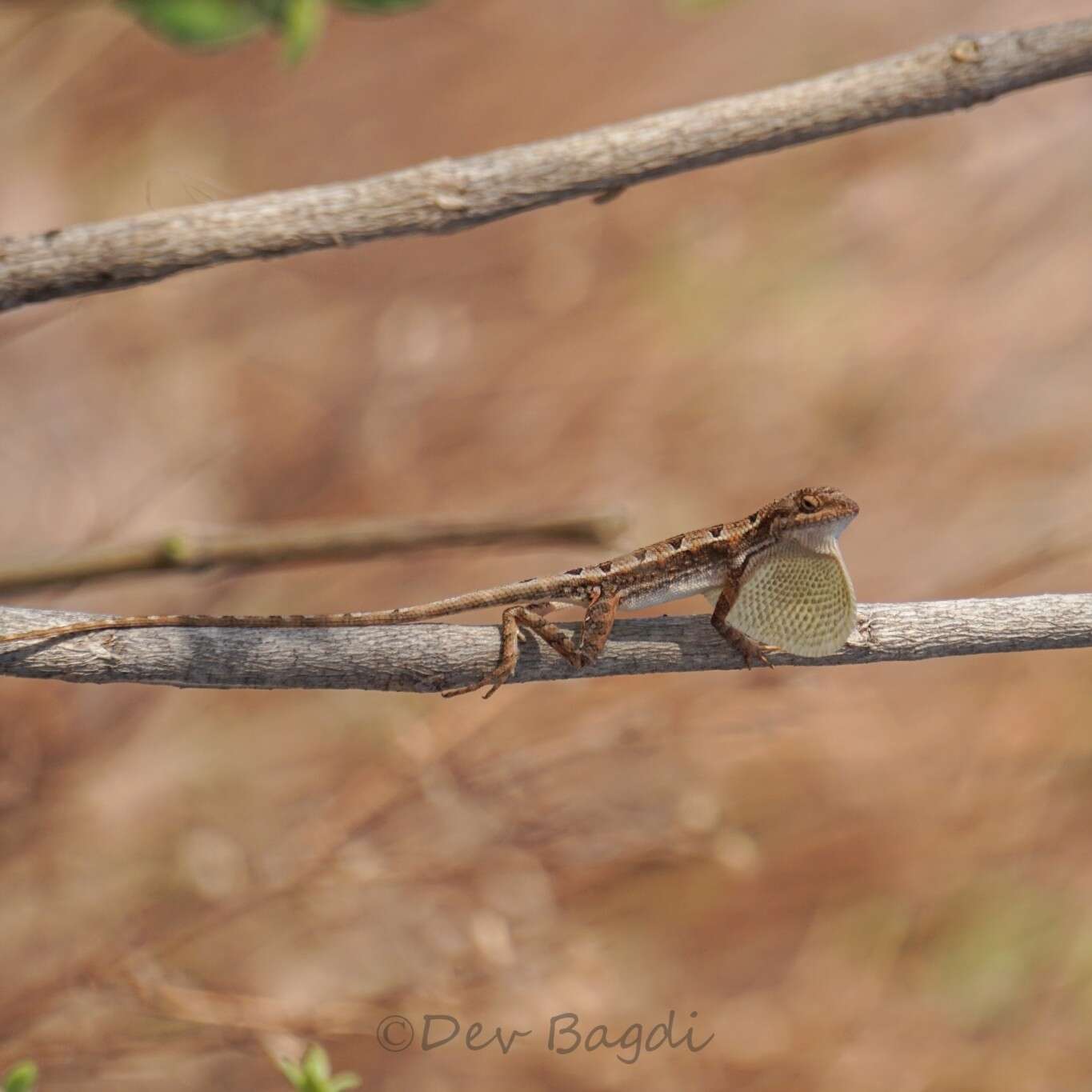 Image of Sitana spinaecephalus Deepak, Vyas & Giri 2016