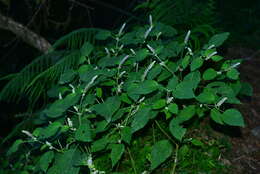 Image of Collinsonia macrobracteata (Masam.) Harley