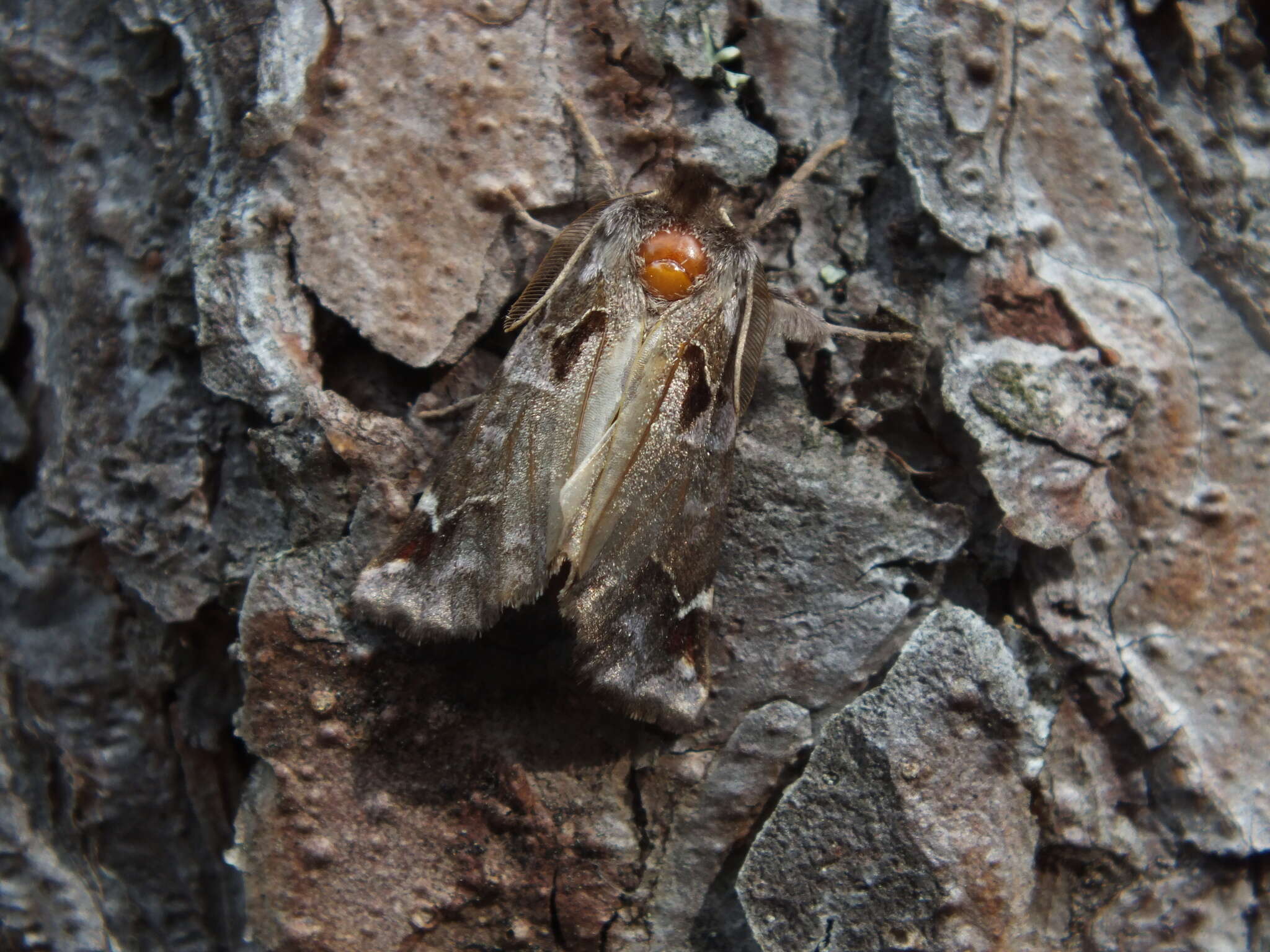 Image of Pygaera