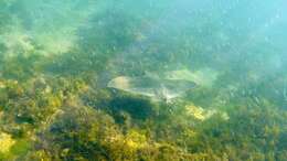 Image of Australian Eagle Ray