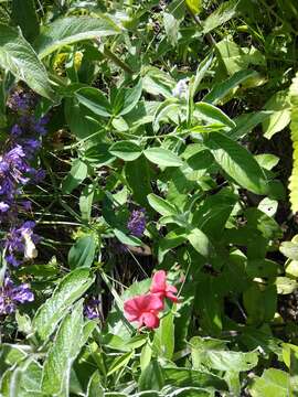 Lathyrus rotundifolius subsp. miniatus (Steven) P. H. Davis resmi