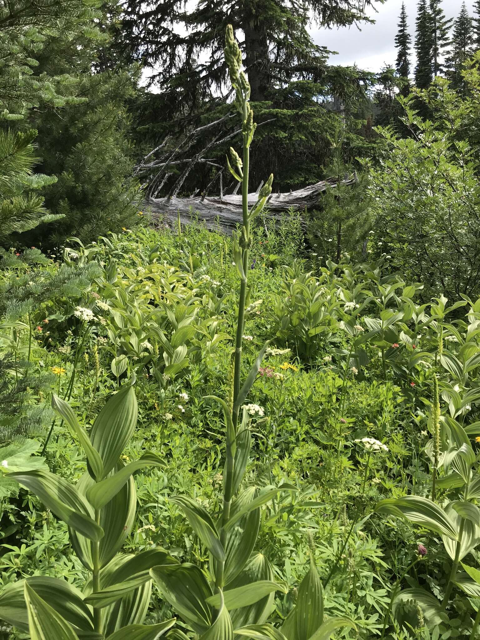 Image of Veratrum viride var. eschscholtzianum (Schult. & Schult. fil.) Breitung