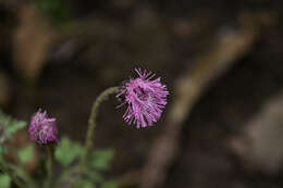 Hofmeisteria gayleana B. L. Turner的圖片