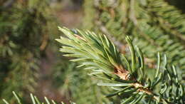 Image of Pineus (Pineodes) pinifoliae (Fitch 1858)