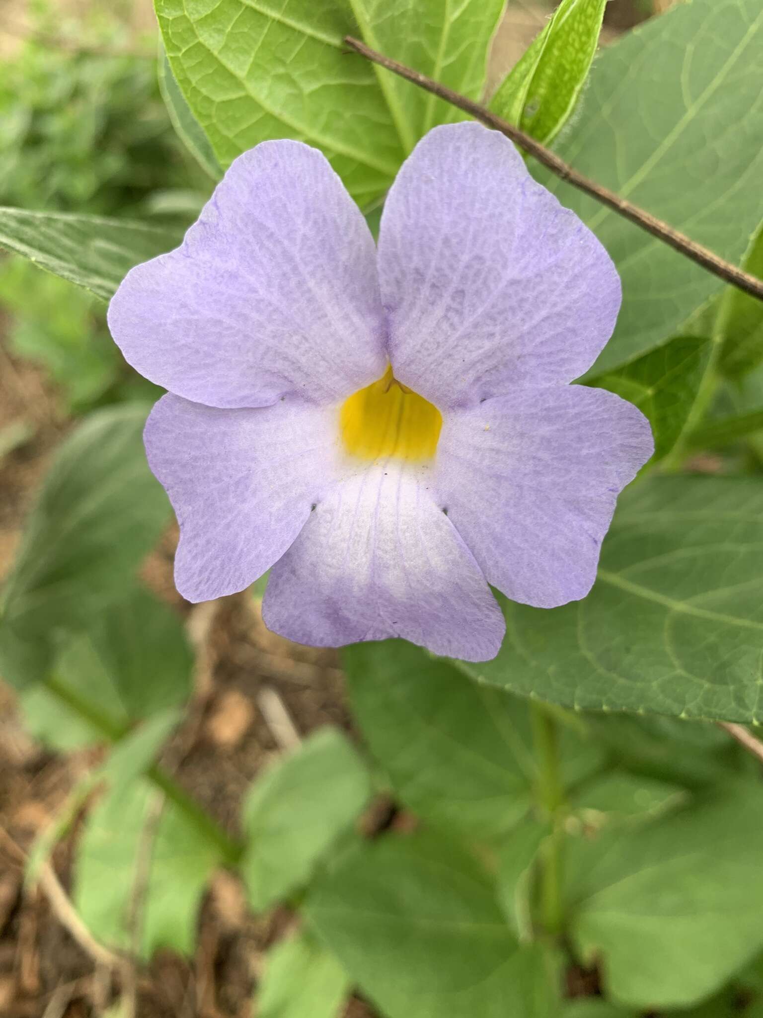 Image of Thunbergia natalensis Hook.