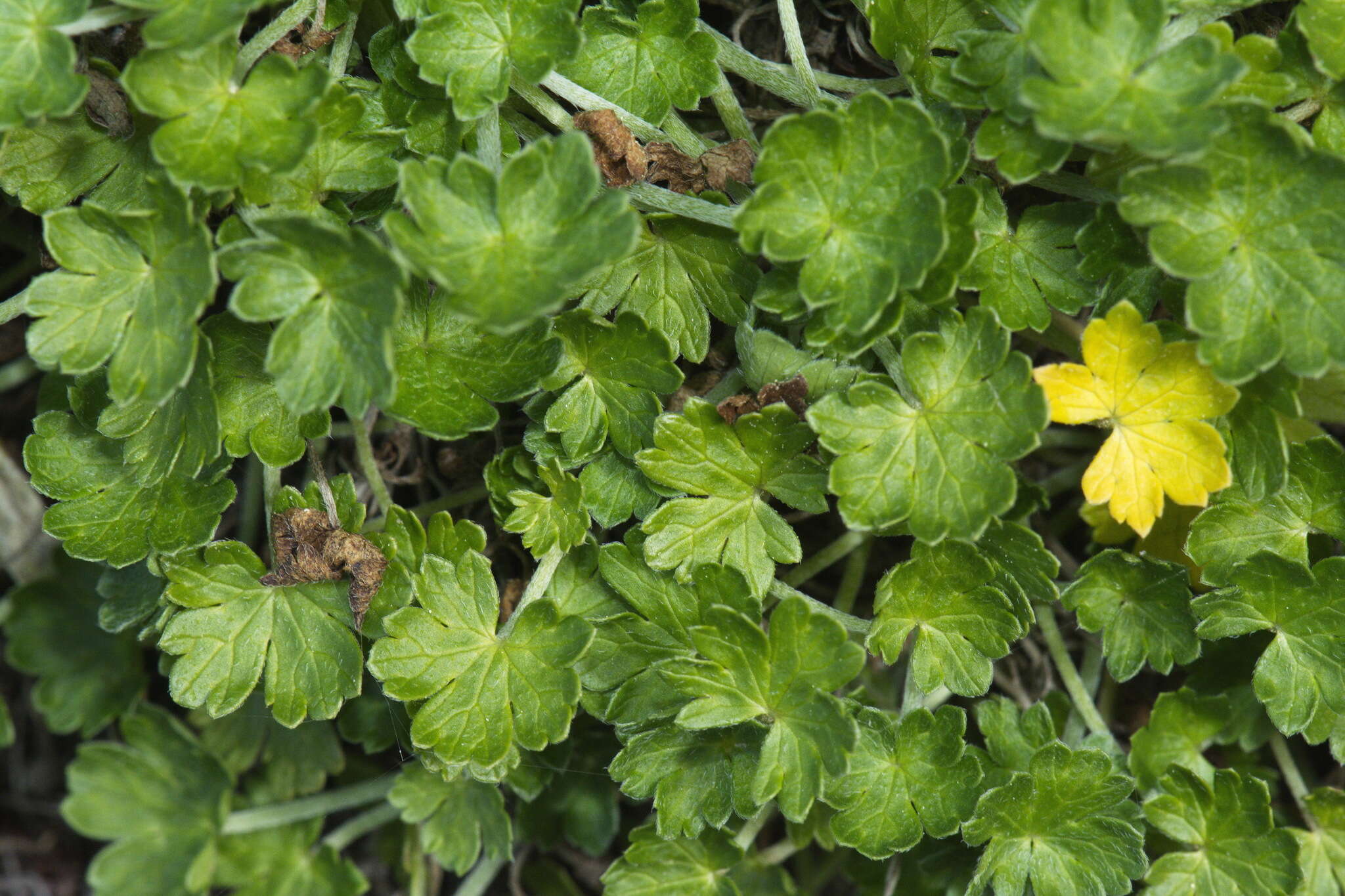 Imagem de Geranium brevicaule Hook.