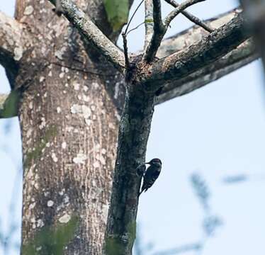 Image of Brown-capped Pygmy Woodpecker