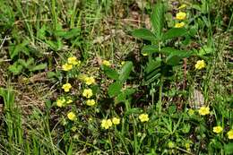 صورة Potentilla fragarioides L.