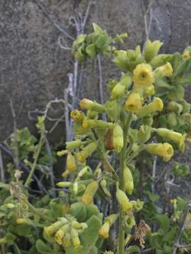 Image of Nicotiana rupicola Santilli, De Schrevel, Lavandero & Dandois