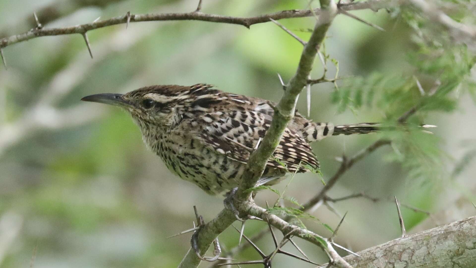 Image of Yucatan Wren